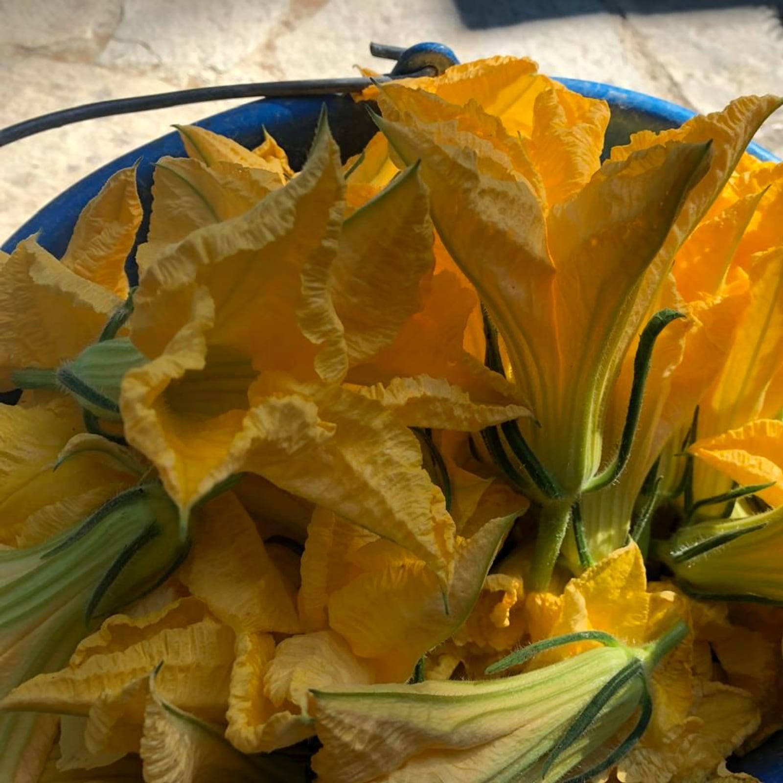 Squash blossoms, picked from the field that morning.