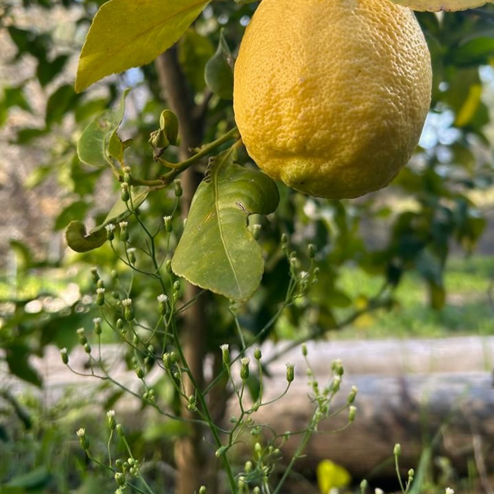 Our first lemon.
