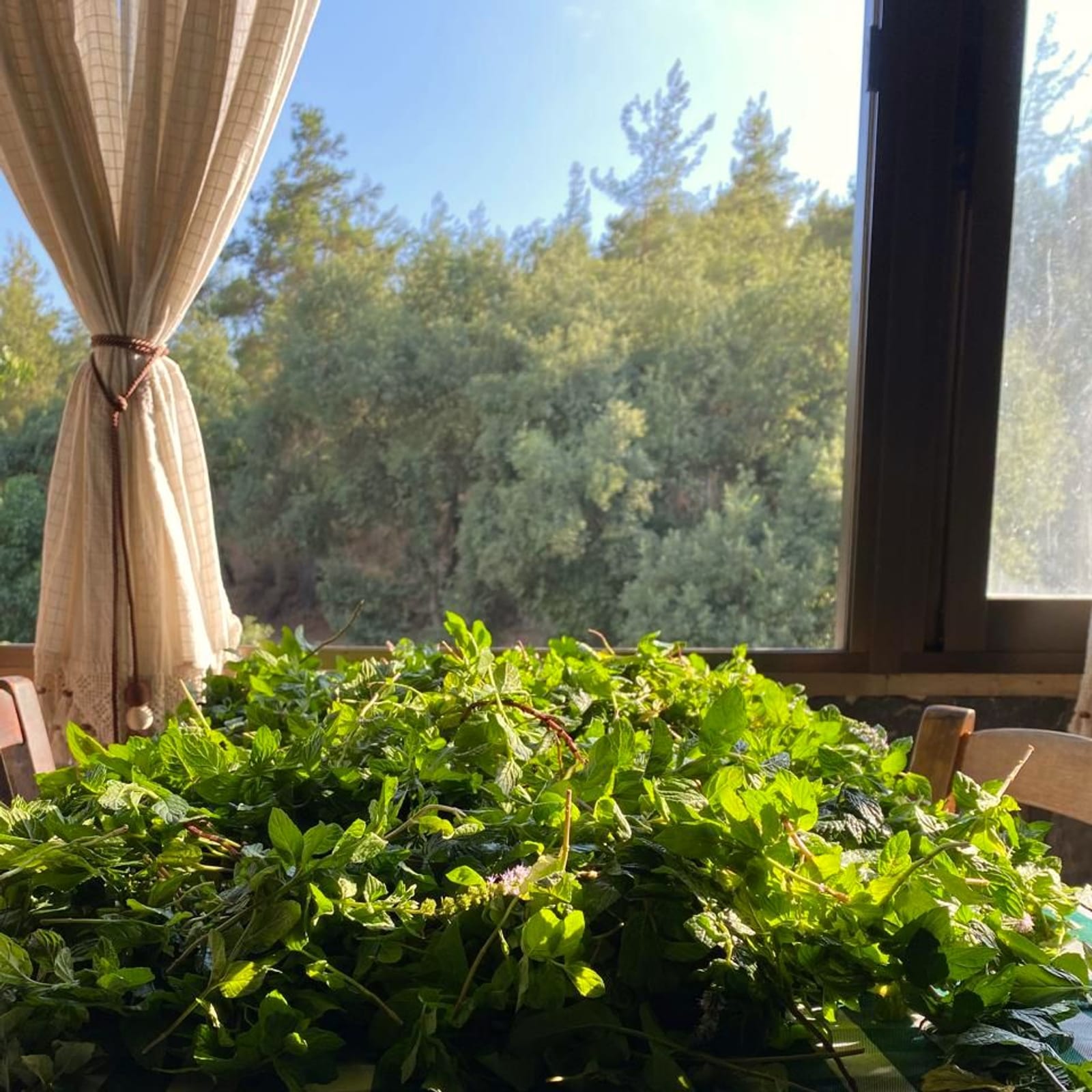 Mint from the garden, laid out to dry.