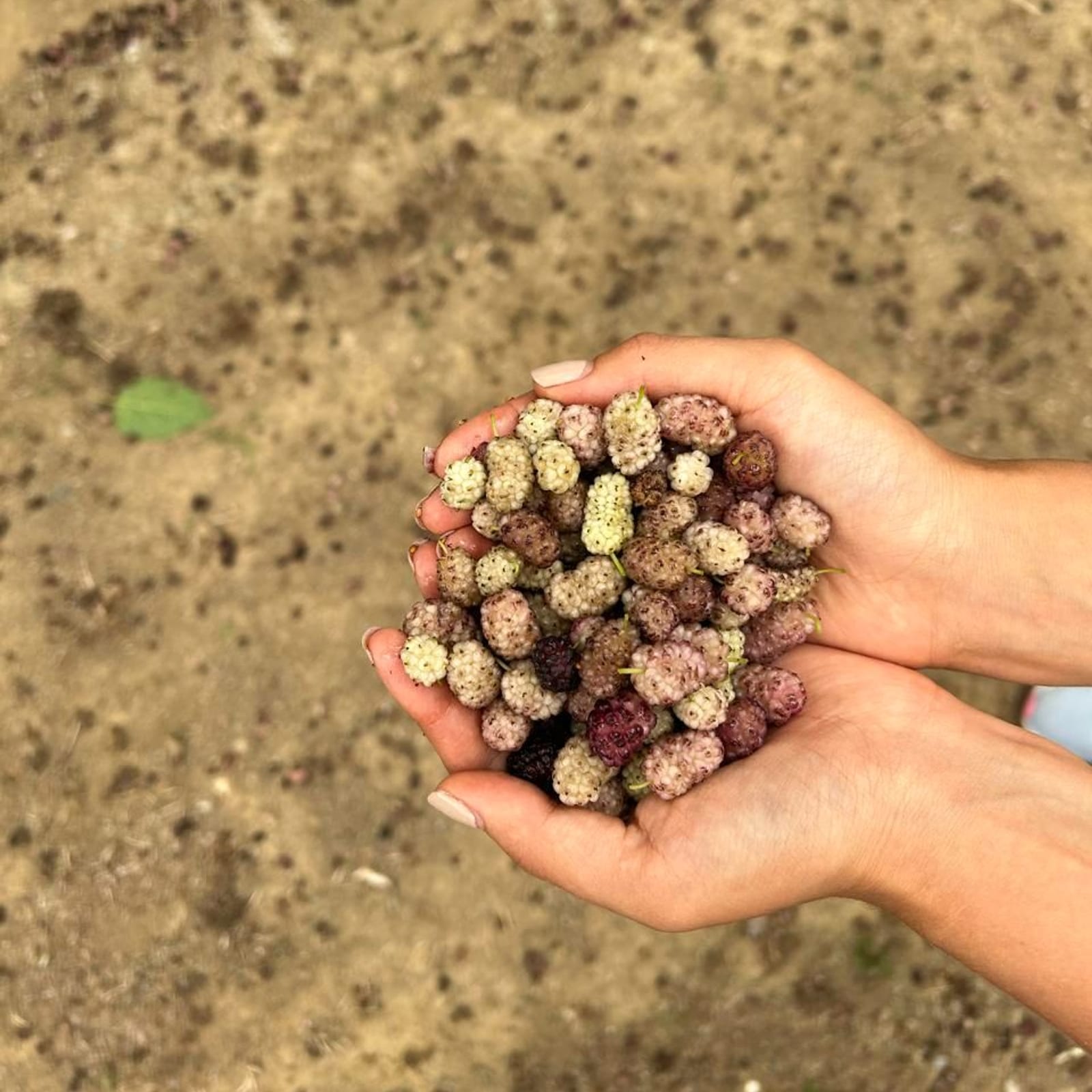 Mulberries, a handful at a time.
