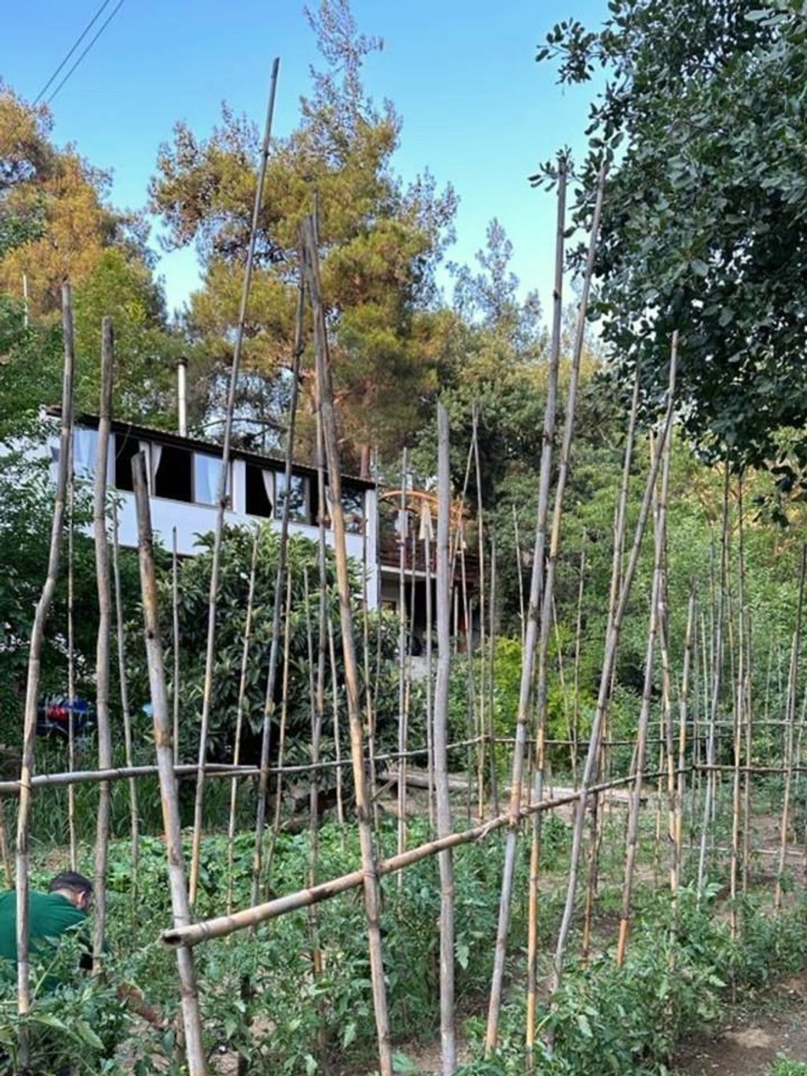 Bamboo trellis supporting growing tomato vines in our vegetable garden, with the deck visible through the trees.