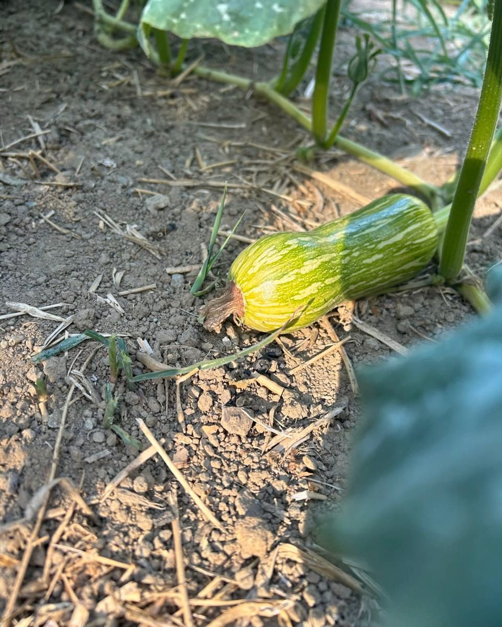 Zucchini in summer.