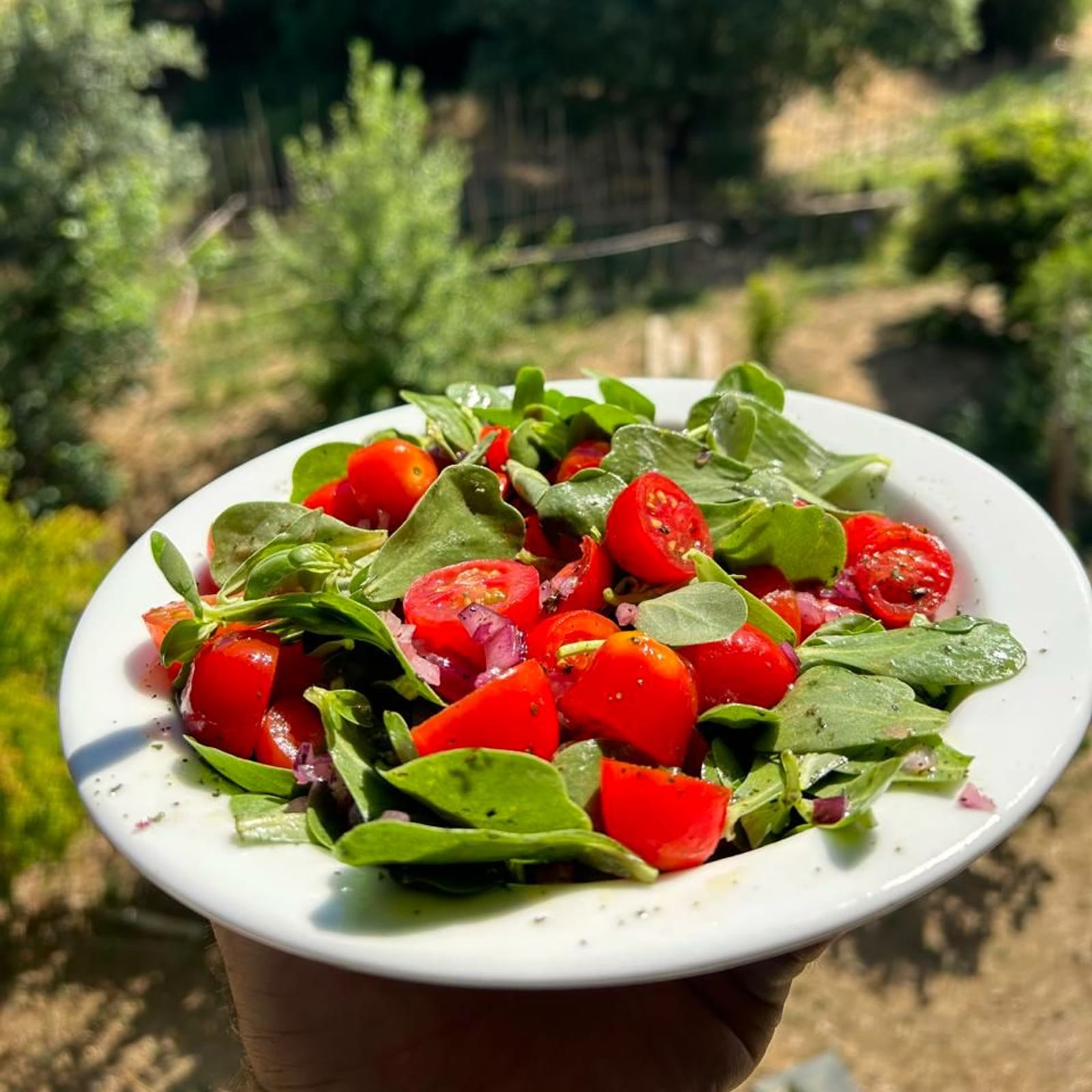 Cherry-tomato and purslane salad, cut the same morning.