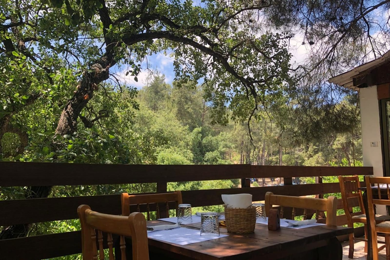 The Maramenos deck under the pine canopy on an afternoon